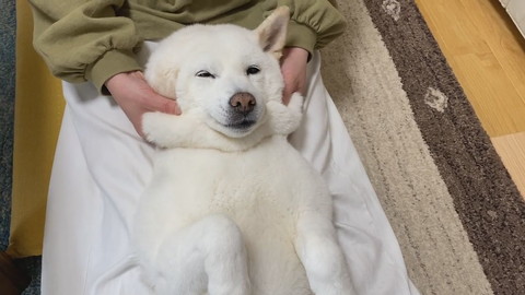 ママのマッサージを受けるきなこちゃん