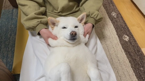 ママのマッサージを受けるきなこちゃん