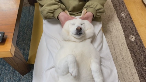 ママのマッサージを受けるきなこちゃん