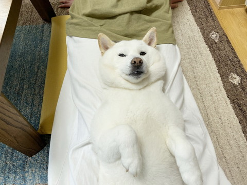 ママのマッサージを受けるきなこちゃん