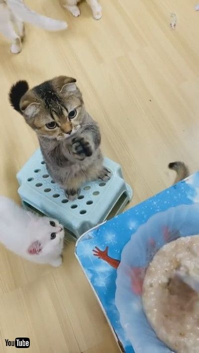 「Kitty Bows and Begs for Food || ViralHog」