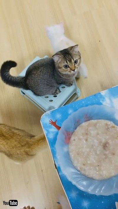「Kitty Bows and Begs for Food || ViralHog」
