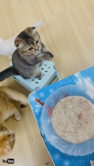 「Kitty Bows and Begs for Food || ViralHog」