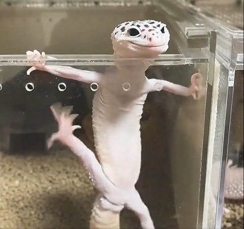 あられくん
