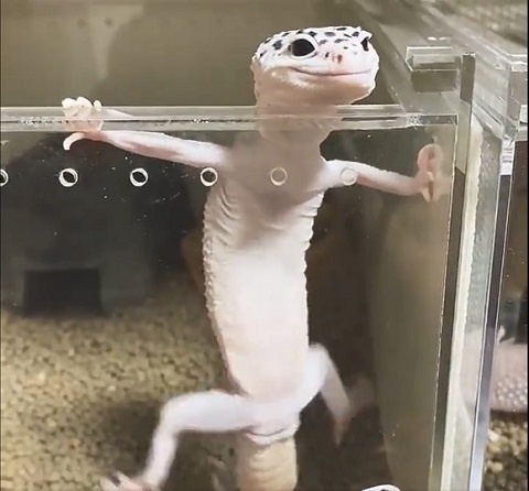 おすすめ