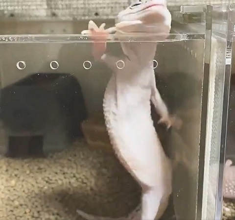 あられくん