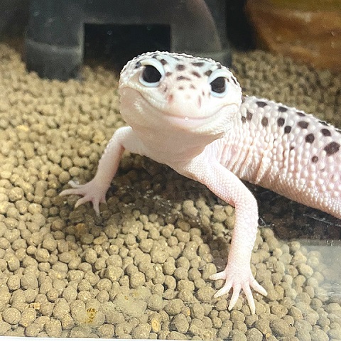 あられくん