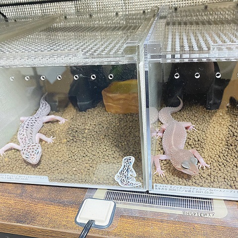 あられくん