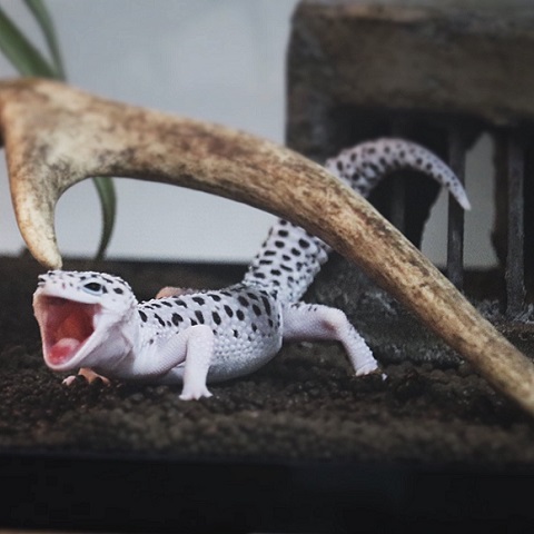 あられくん
