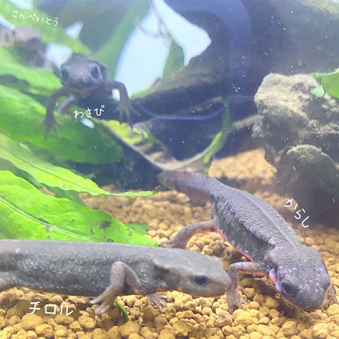 あられくん