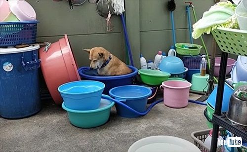 水浴び中に眠くなったワンコ