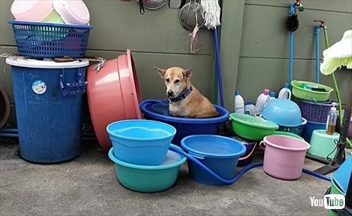 水浴び中に眠くなったワンコ