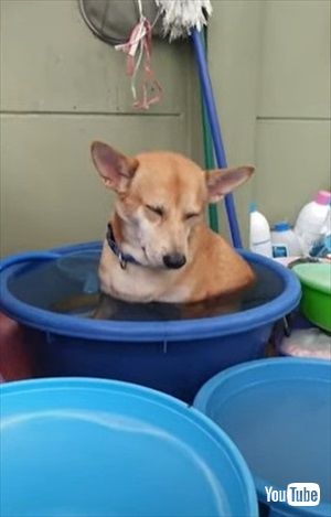 水浴び中に眠くなったワンコ