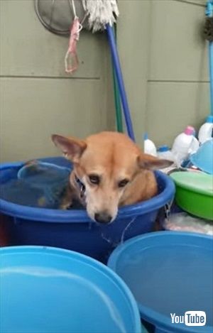 水浴び中に眠くなったワンコ