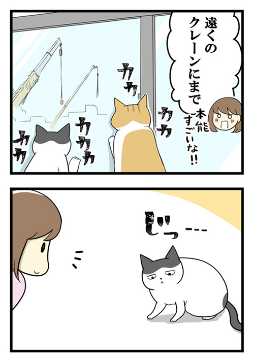 よくわからない猫の本能を目にした結果2