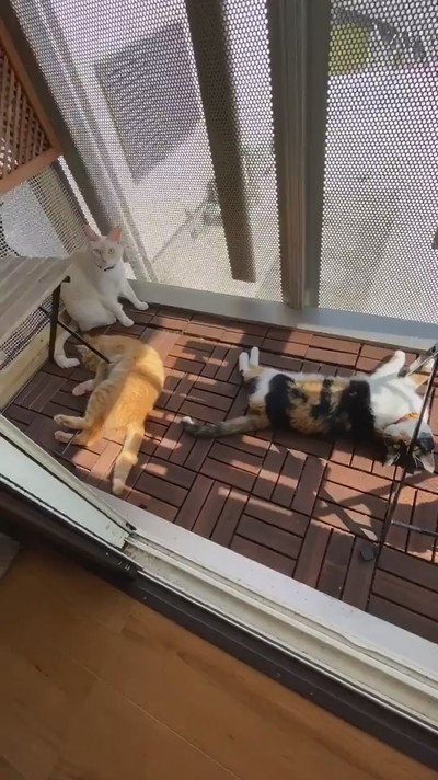 大改造DIYベランダでネコちゃん満足