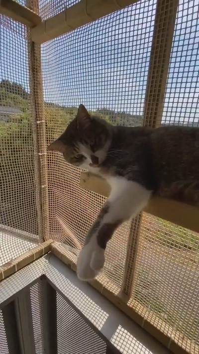 大改造DIYベランダでネコちゃん満足