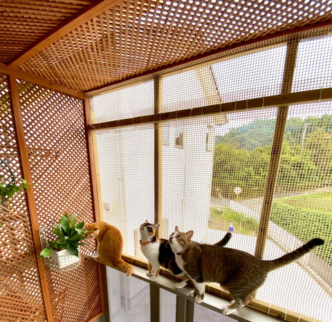 大改造DIYベランダでネコちゃん満足