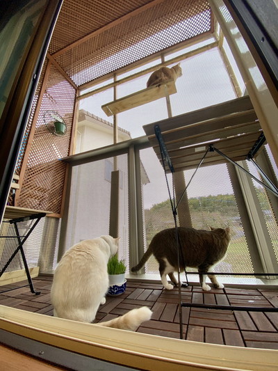 大改造DIYベランダでネコちゃん満足
