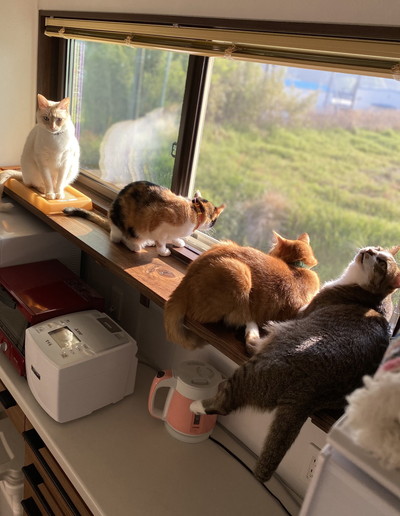 ネコちゃんたちの日々