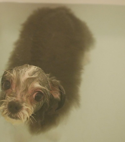 とろろ昆布いちふじくん