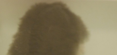 とろろ昆布いちふじくん