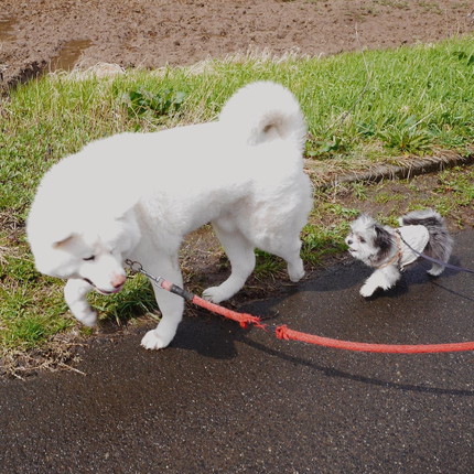 いろんないちふじくん