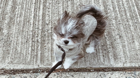 いろんないちふじくん