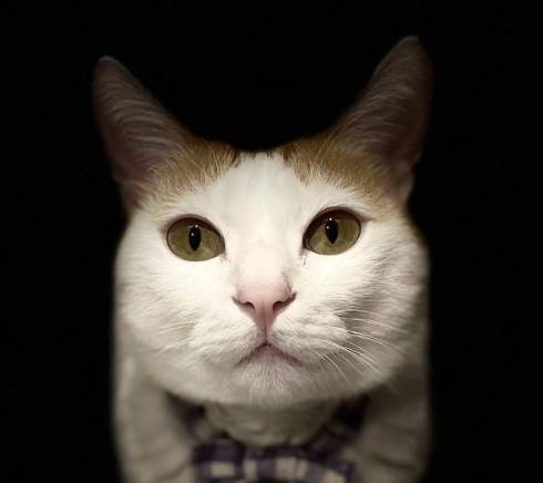 猫 暗闇に浮かぶ むぎくん