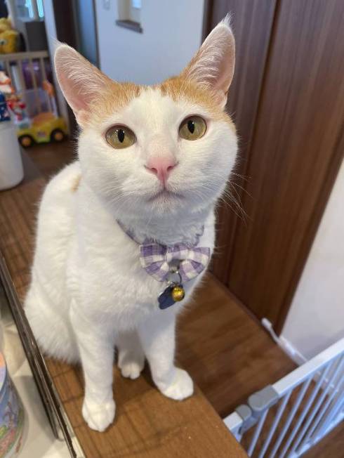 猫 暗闇に浮かぶ むぎくん