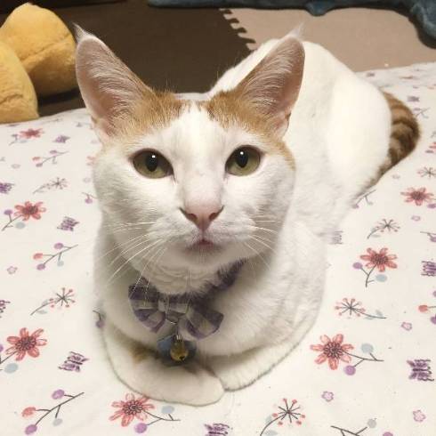 猫 暗闇に浮かぶ むぎくん