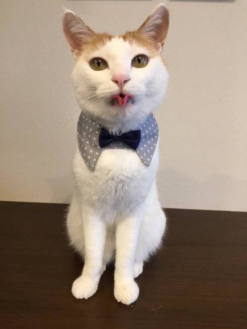 猫 暗闇に浮かぶ むぎくん