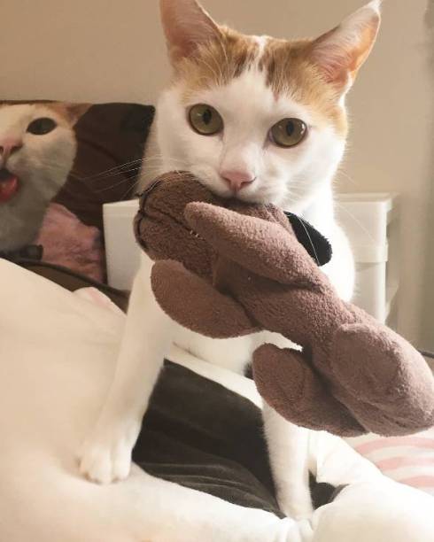 猫 暗闇に浮かぶ むぎくん