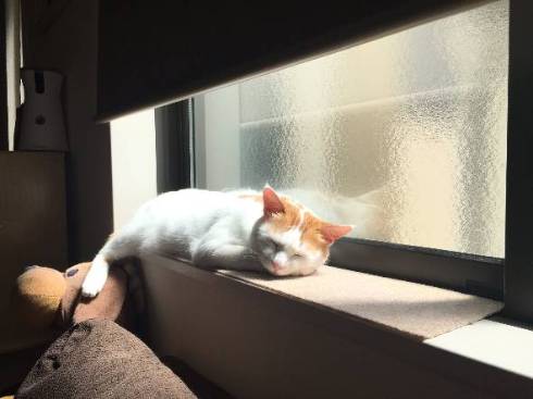 猫 暗闇に浮かぶ むぎくん