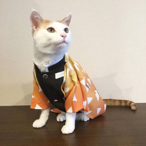 猫 暗闇に浮かぶ むぎくん