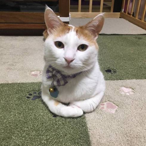 猫 暗闇に浮かぶ むぎくん