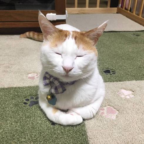 猫 暗闇に浮かぶ むぎくん