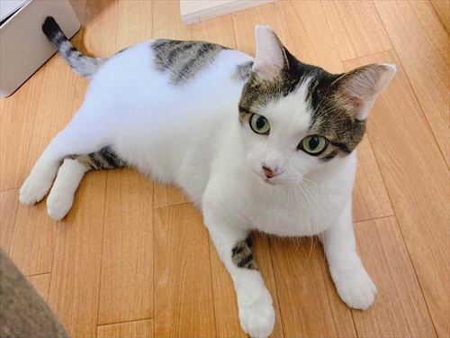 猫