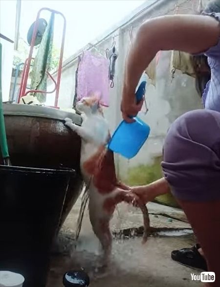 シャンプーされる猫ちゃん