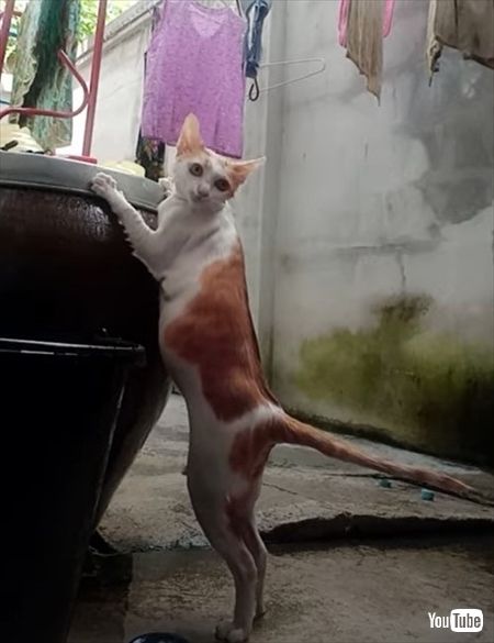 シャンプーされる猫ちゃん