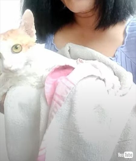 シャンプーされる猫ちゃん