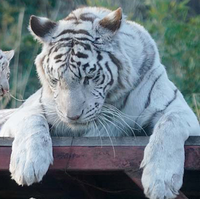 落としてもうたお母さん