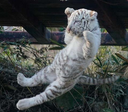 落としてもうたこども