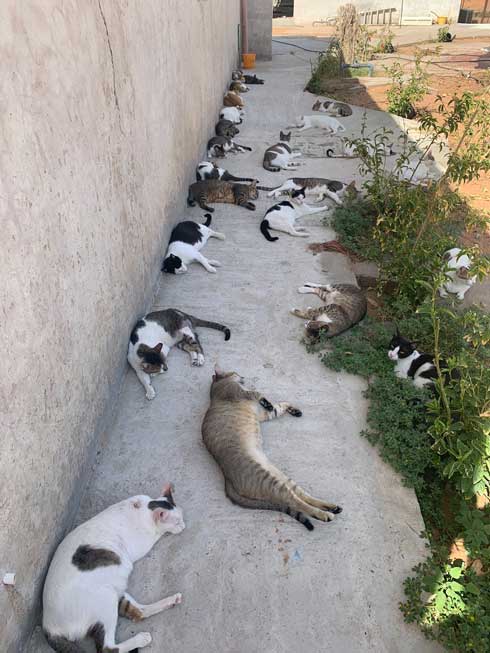 猫 集合 たくさん 日陰 アラブ首長国連邦 Al-Ain 砂漠 ガゼル