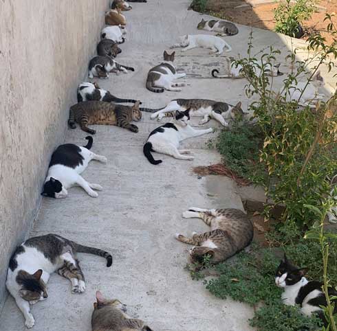 猫 集合 たくさん 日陰 アラブ首長国連邦 Al-Ain 砂漠 ガゼル