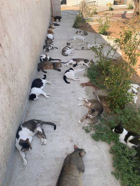 猫 集合 たくさん 日陰 アラブ首長国連邦 Al-Ain 砂漠 ガゼル