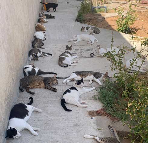 猫 集合 たくさん 日陰 アラブ首長国連邦 Al-Ain 砂漠 ガゼル