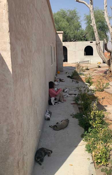 猫 集合 たくさん 日陰 アラブ首長国連邦 Al-Ain 砂漠 ガゼル