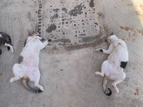 猫 集合 たくさん 日陰 アラブ首長国連邦 Al-Ain 砂漠 ガゼル