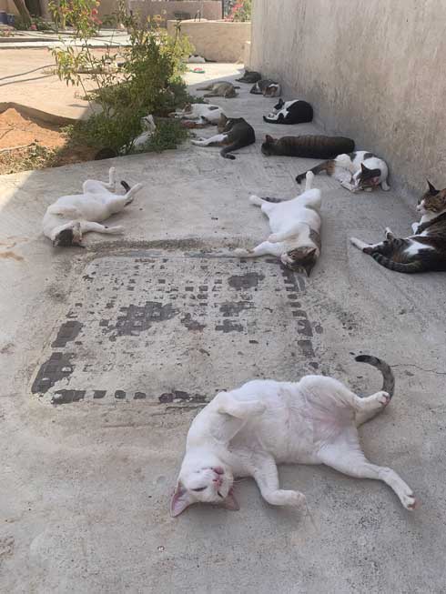 猫 集合 たくさん 日陰 アラブ首長国連邦 Al-Ain 砂漠 ガゼル